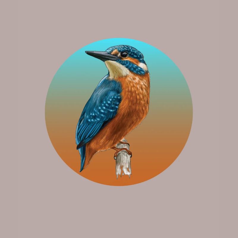 Vögel Eisvogel Vogel