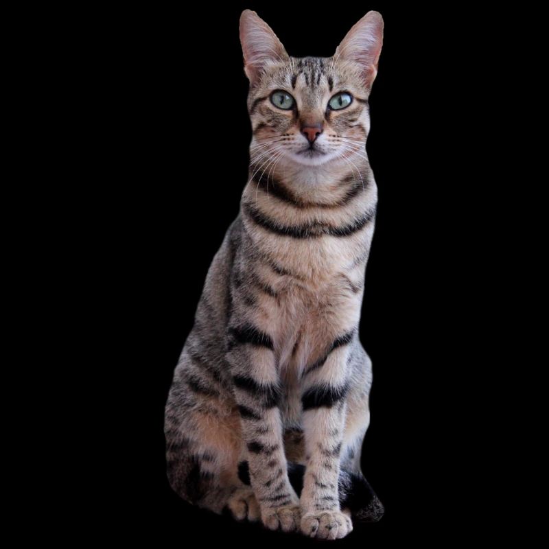 Chat Chaton Tigre Chat Chat Chat Cadeau