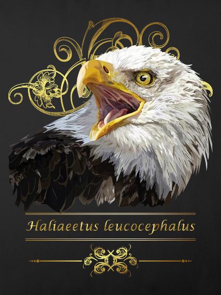Weißkopfseeadler
