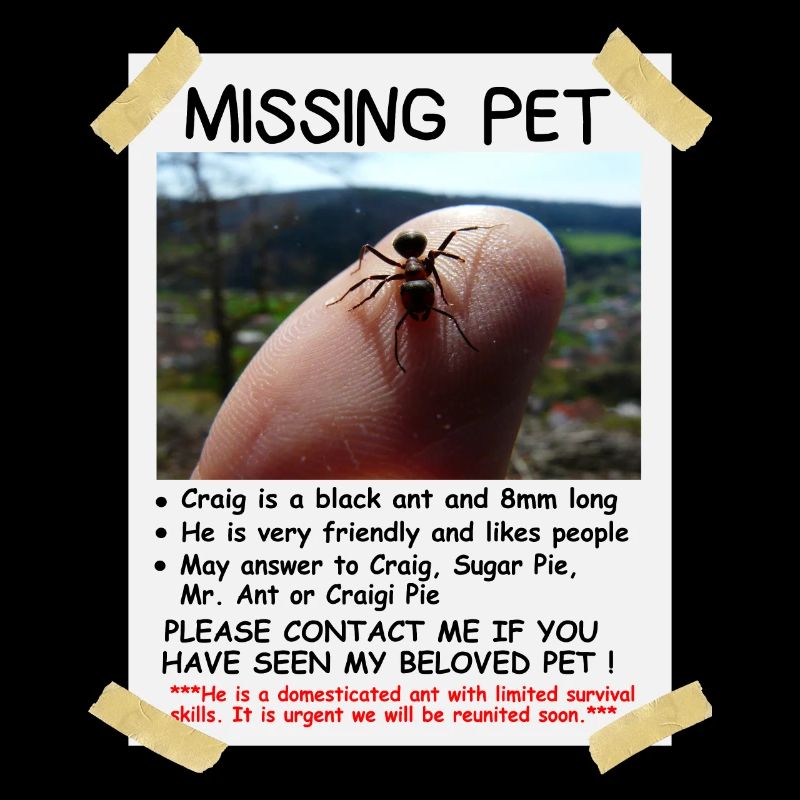 Missing Pet Ant