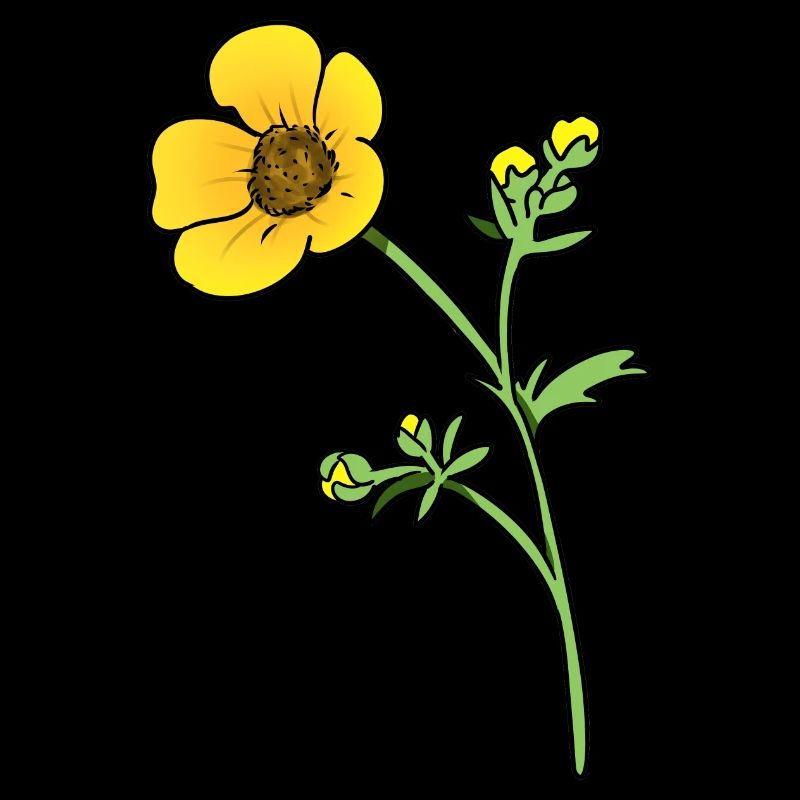 buttercup