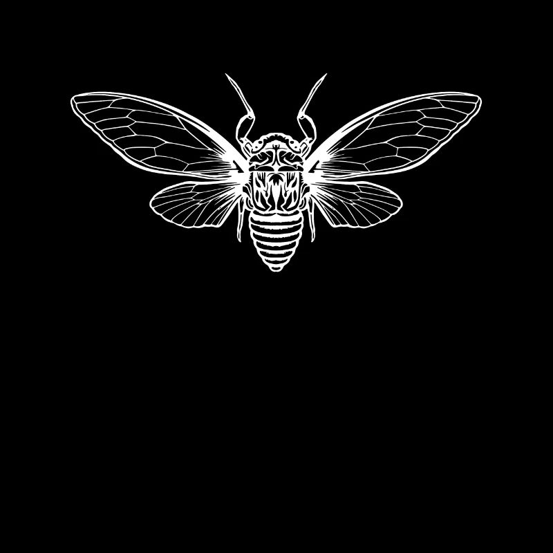 Cigale Cigale Brut Insecte