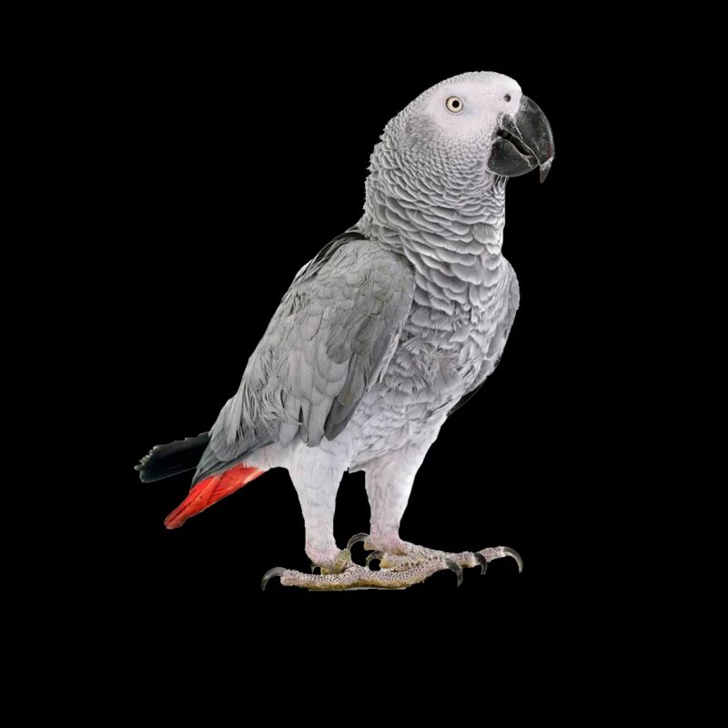 Perroquet gris d'Afrique