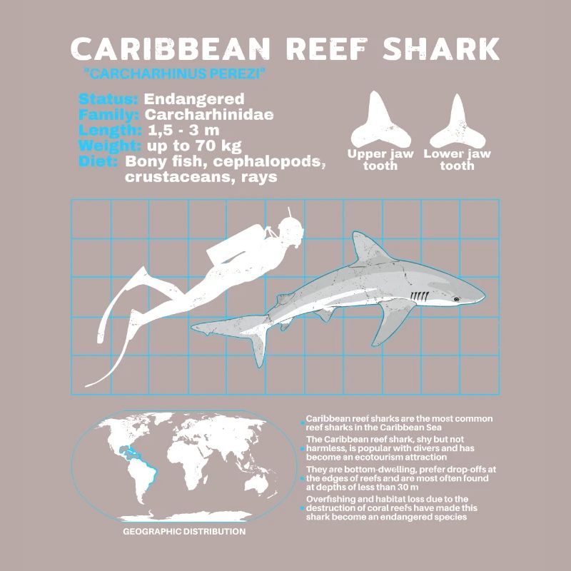 Caribbean Reef Shark Datasheet