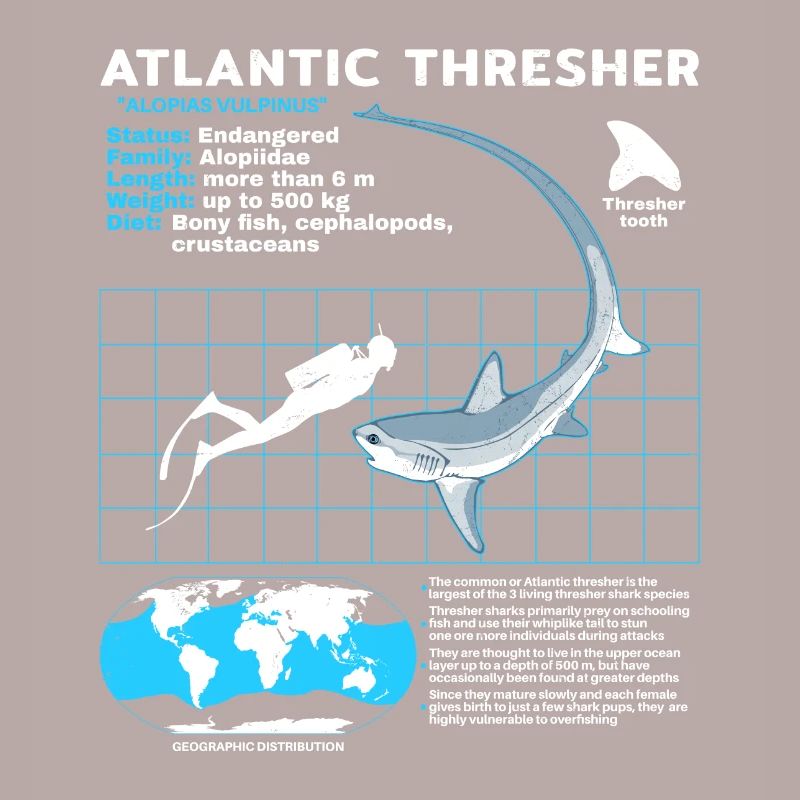 Thresher Shark Datasheet