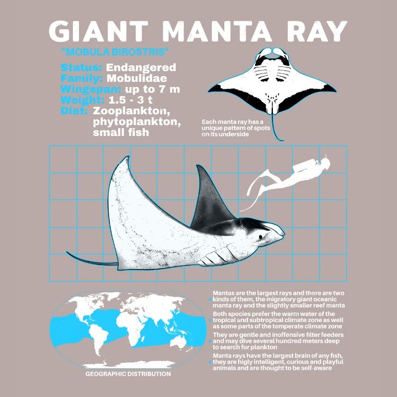 Manta rays Datasheet