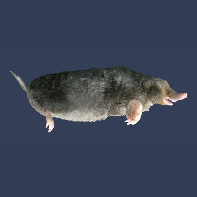 Mole