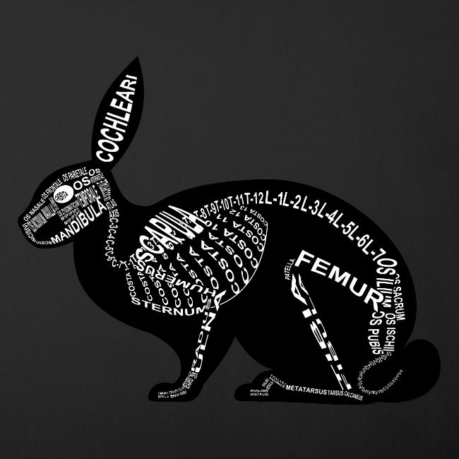 squelette de lapin