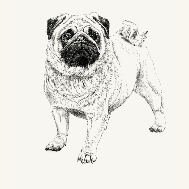Mops
