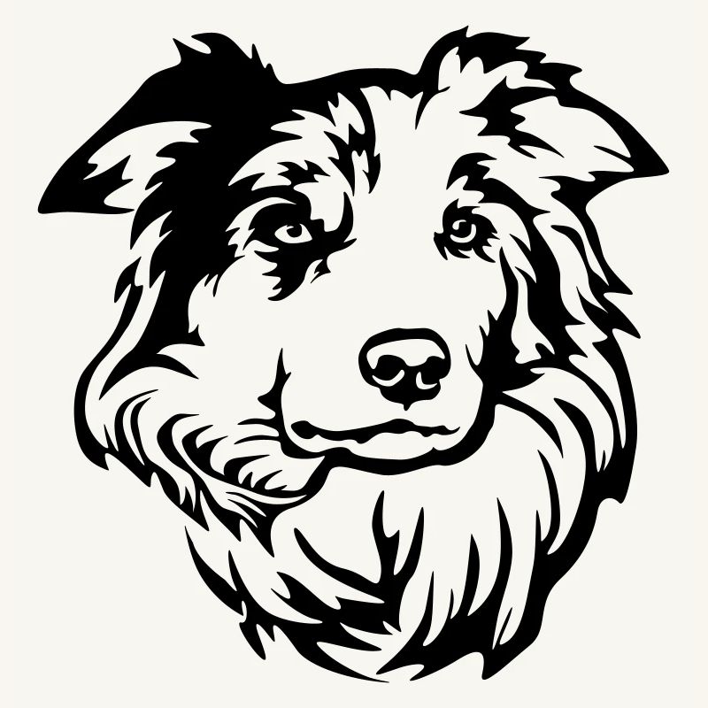 Border Collie Head