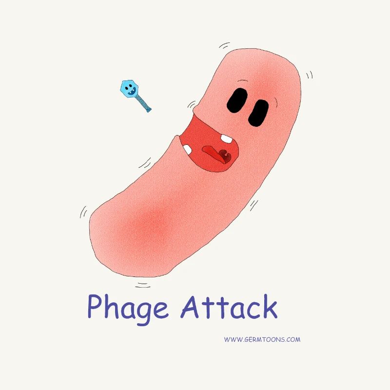 Attaque du phage - Bactéries et bactériophages