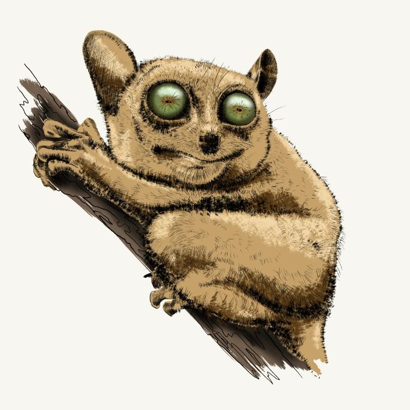 Koboldmaki