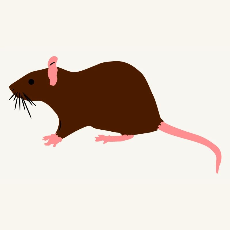 ratte