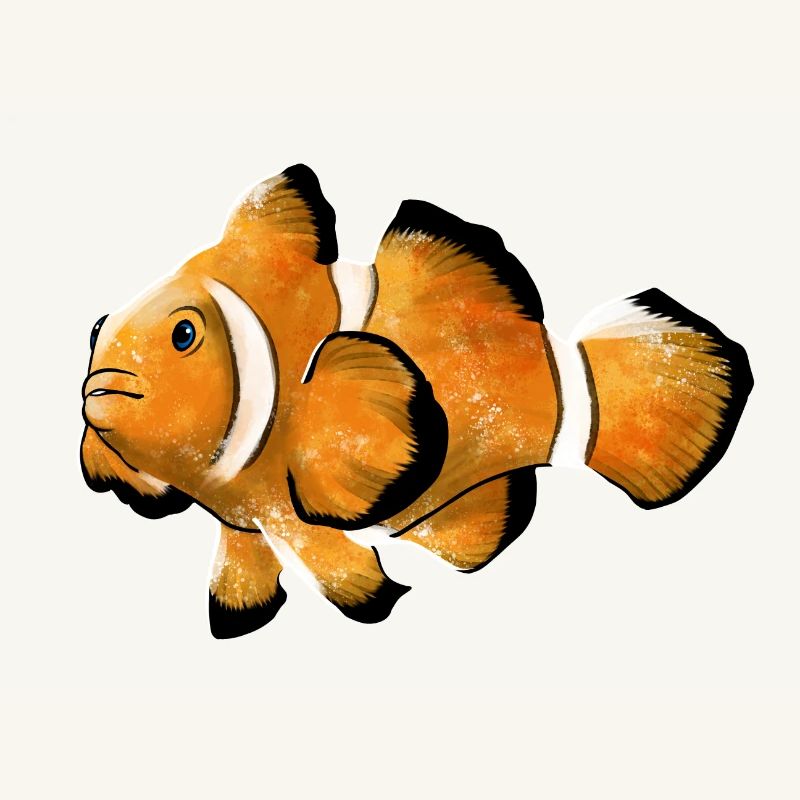 Clownfisch