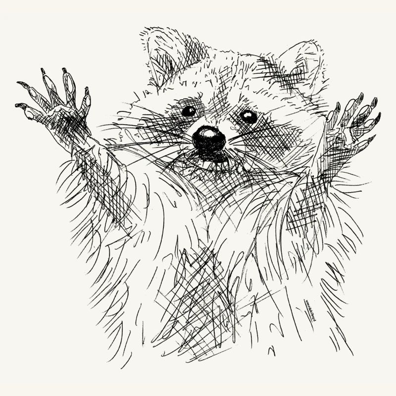 Waschbär