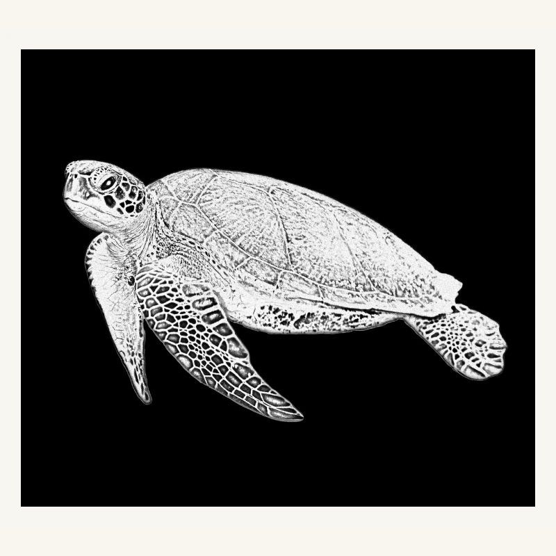Turtle