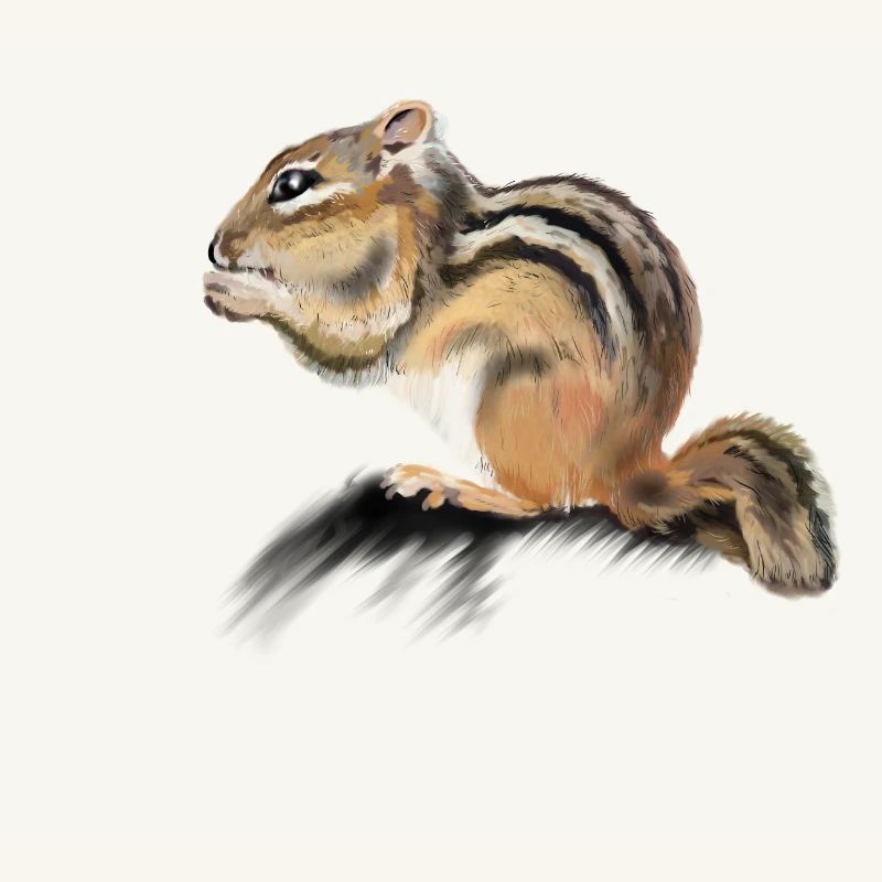 Backenhörnchen