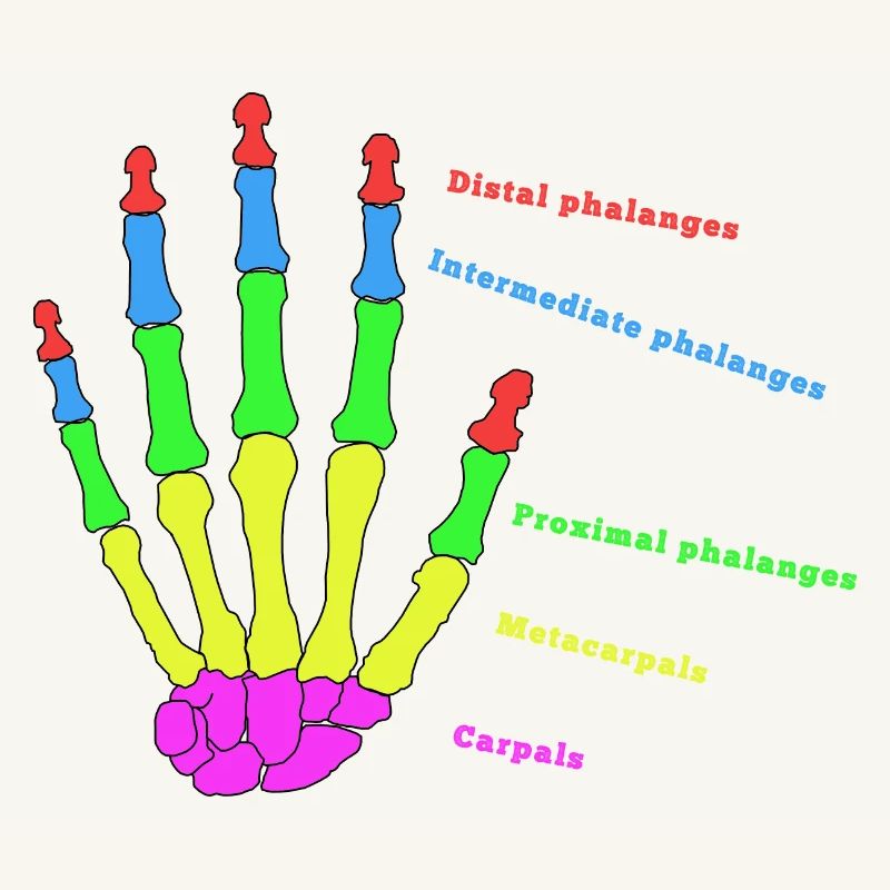 Hand Knochen Anatomie Mensch Evolution Physio