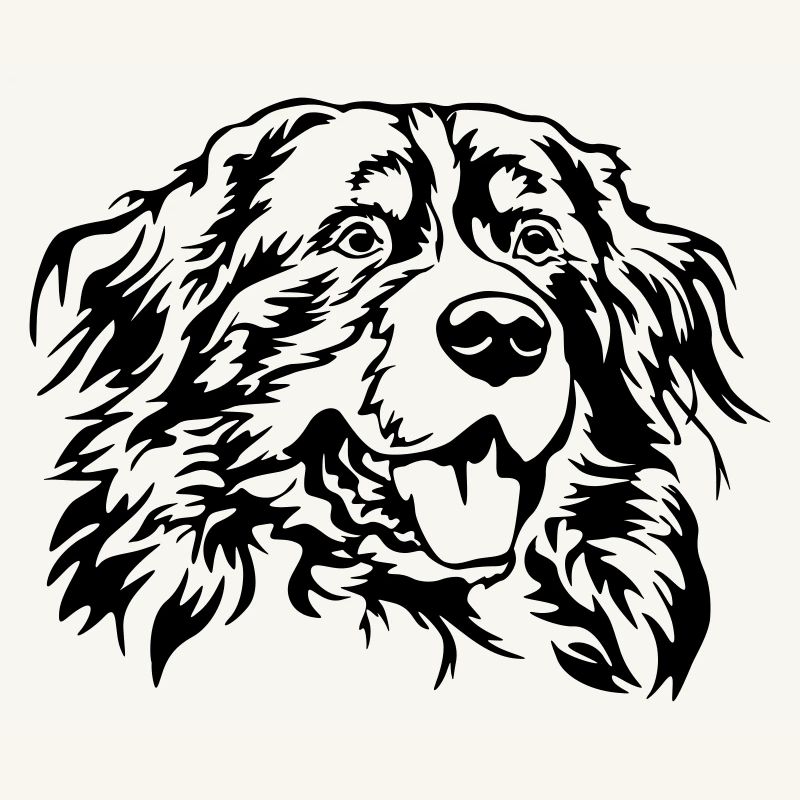 Berner Sennenhund Kopf