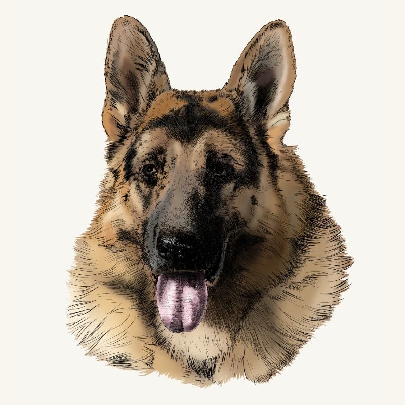 Schäferhund