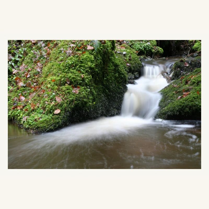 WALDBÄCHLEIN