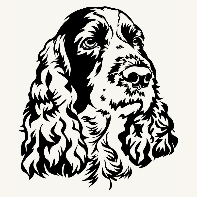 Englischer Springer Spaniel Kopf