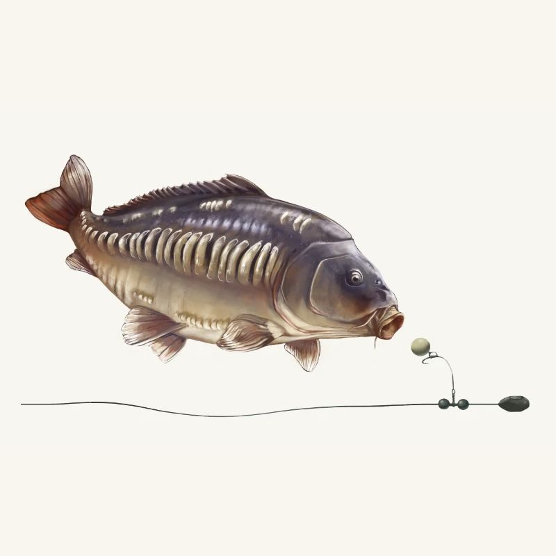 Conception du gréement de pêche Mirror Carp Chod