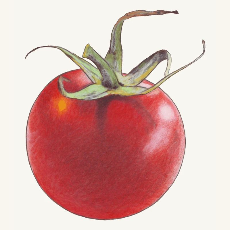 Tomate