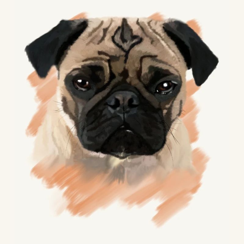 Mops