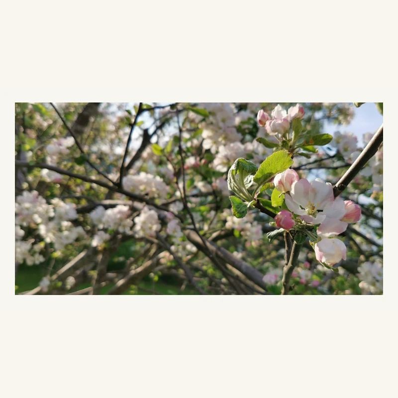 Cherry blossom branches Spring