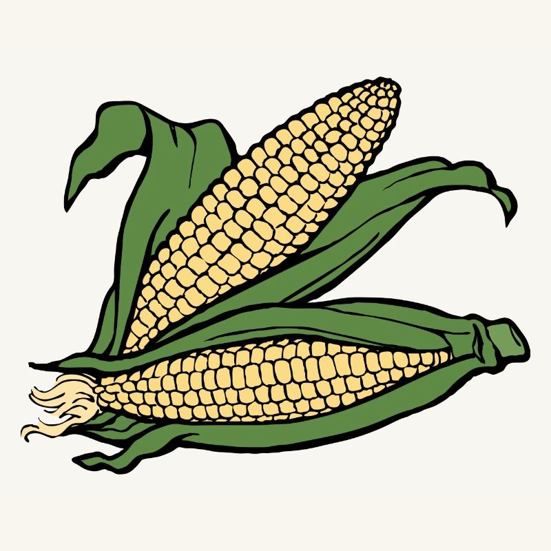 corn corn maize cereal veggie vegetables vegetables