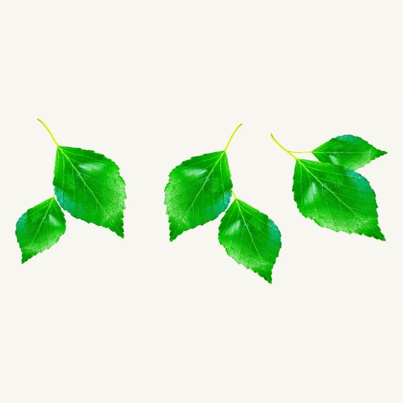BIRCH ||