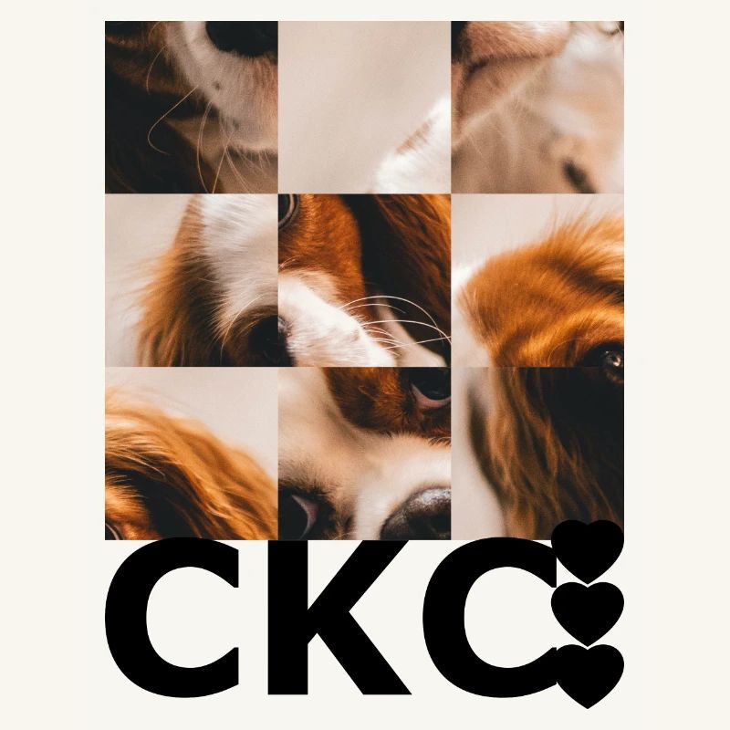 Cavalier Roi Charles