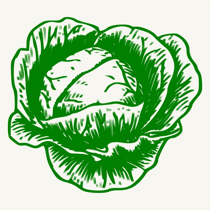 cabbage red cabbage white cabbage cabbage kale veggie gemuese