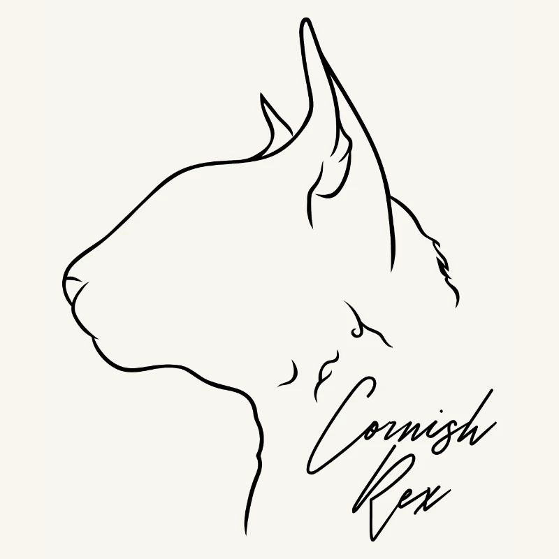 Cornish Rex Profil Chat Cat Wilsigns