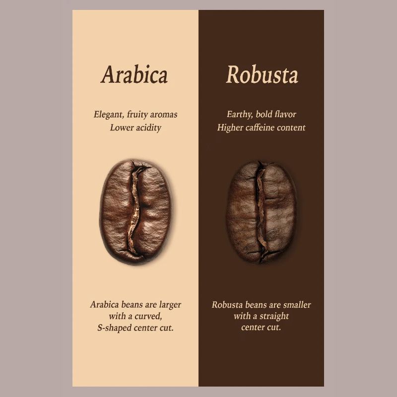 Affiche du guide du café Arabica vs Robusta