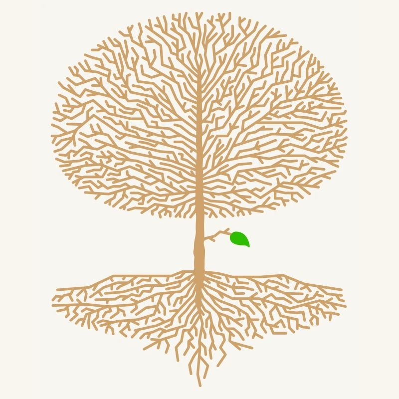 Deciduous Tree Crown Forest Oak Beech Nature Branch Hope