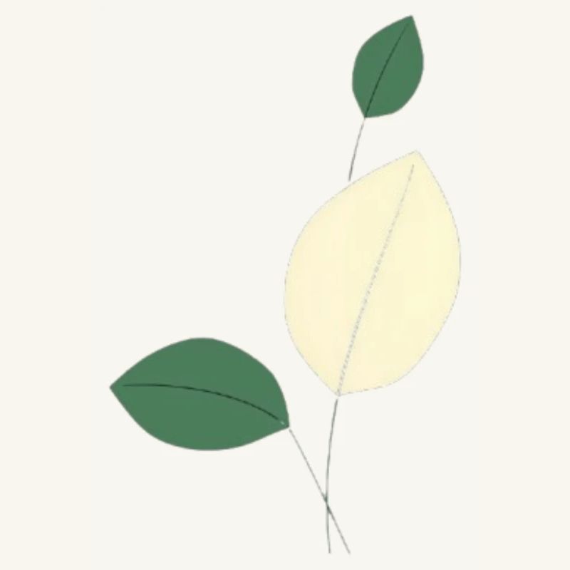 Minimalist leaf study nature