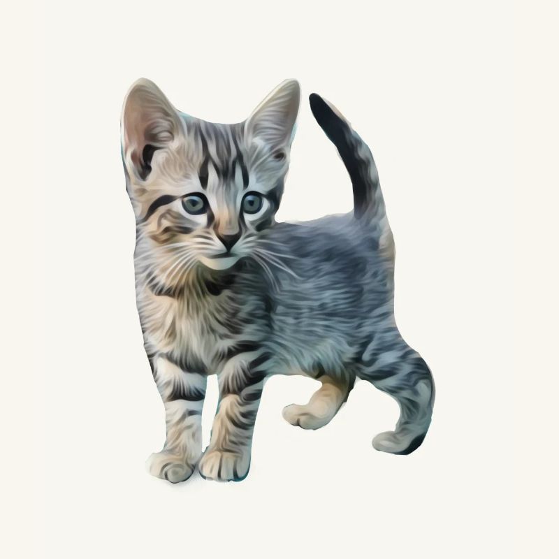 Chat mignon chat chat mignon animaux mignons