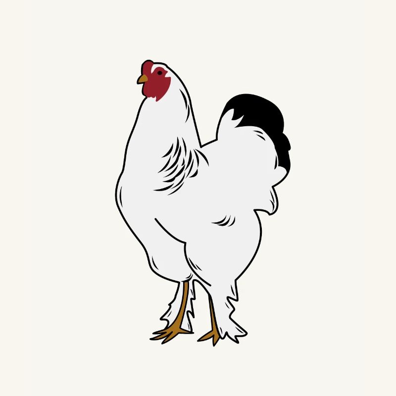 Brahma Rooster Poulet Drôle De Fermier Poulet