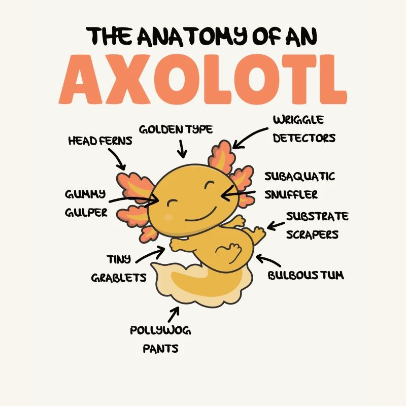 Axolotl Explication Anatomie d’un Axolotl