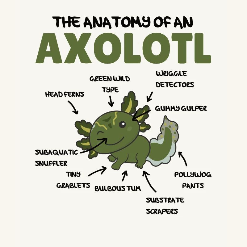 Axolotl Explication Anatomie d’un Axolotl