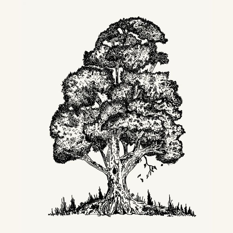 MJR - Schwarzer Baum