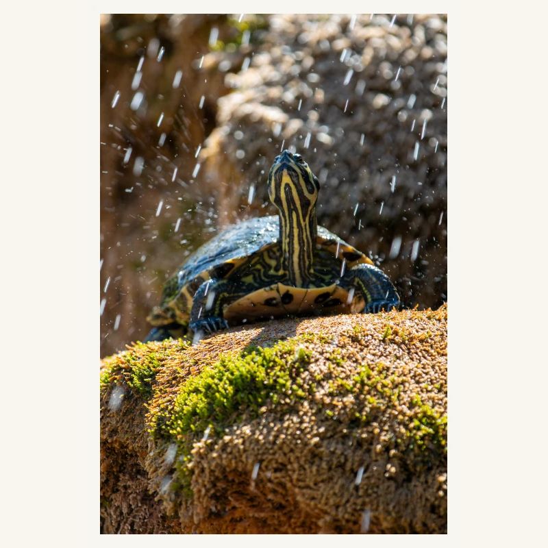 Trachemys scripta scripta scripta