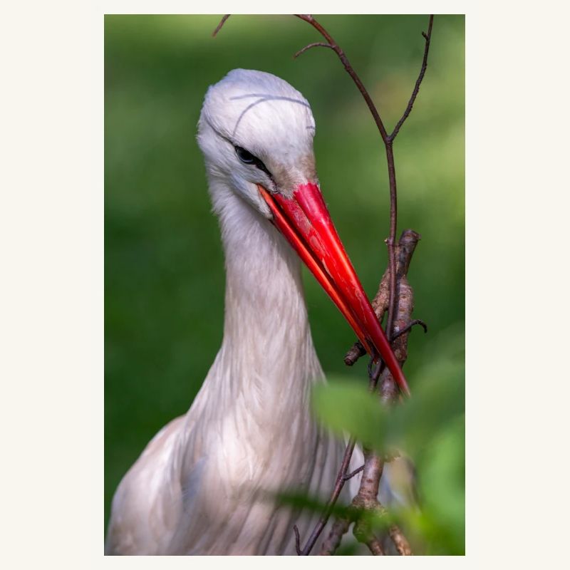 Weißstorch oder Klapperstorch