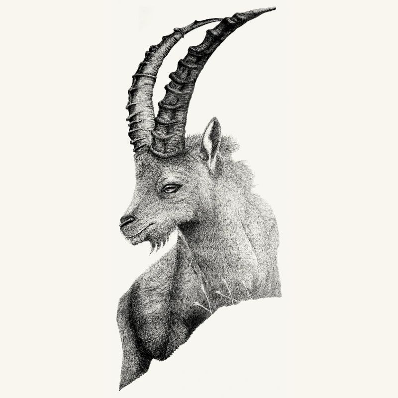 DER STEINBOCK