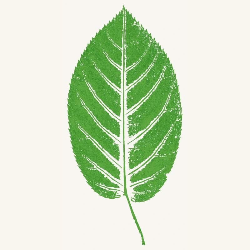 Beech leaf leaf / beech GREEN