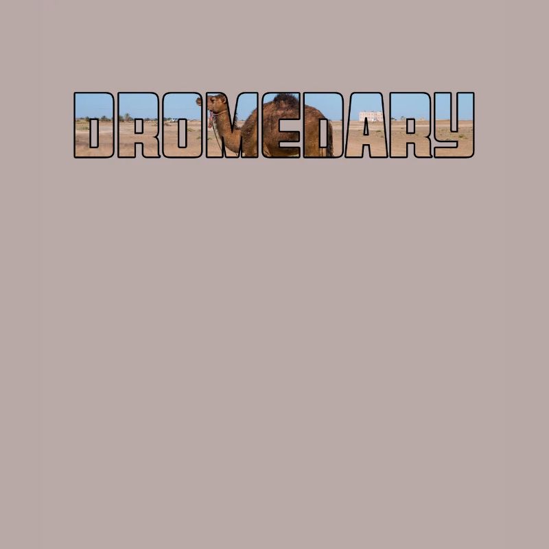 Dromedar