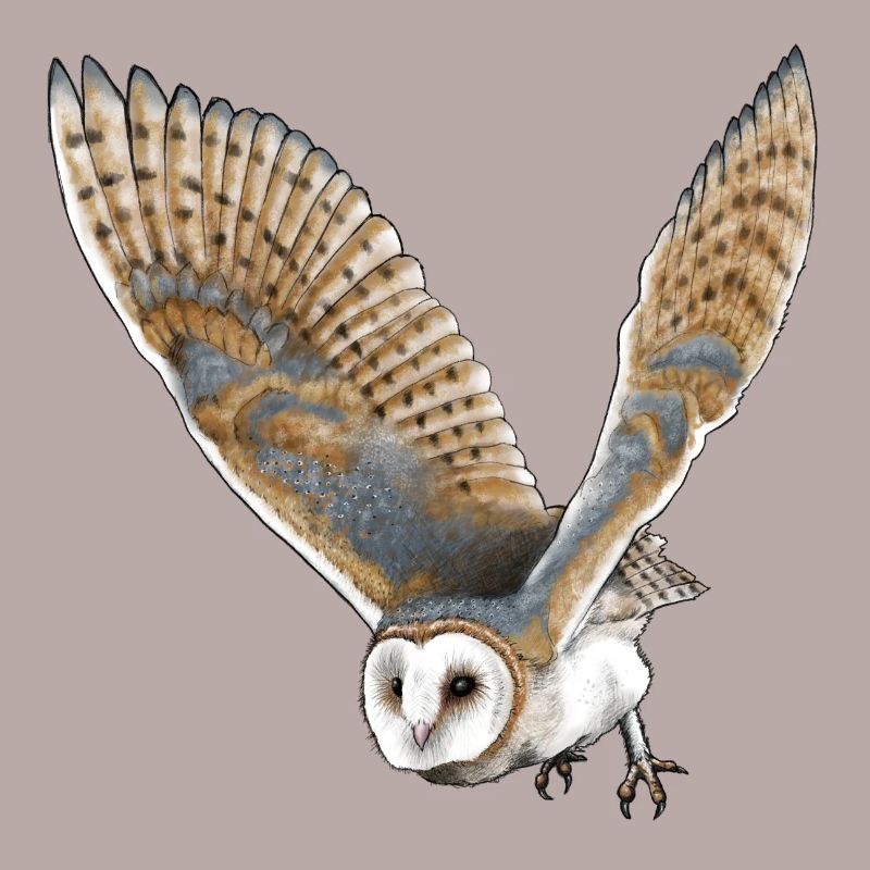barn owl