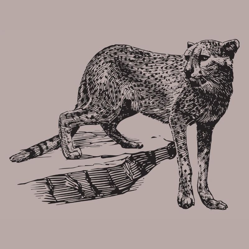 Leopard Geschenk